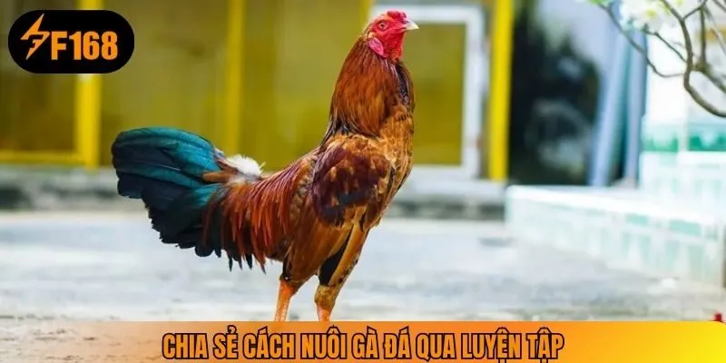 Chia sẻ cách nuôi gà đá qua luyện tập