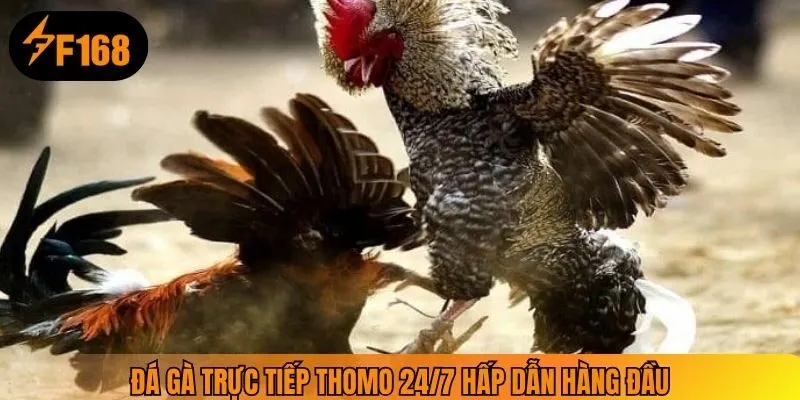 Đá gà trực tiếp Thomo 24/7 hấp dẫn hàng đầu