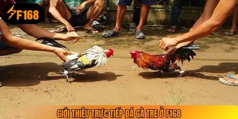 Giới thiệu trực tiếp đá gà tre ở F168