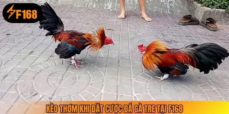 Kèo thơm khi đặt cược đá gà tre tại F168