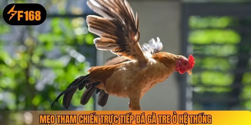 Mẹo tham chiến trực tiếp đá gà tre ở hệ thống